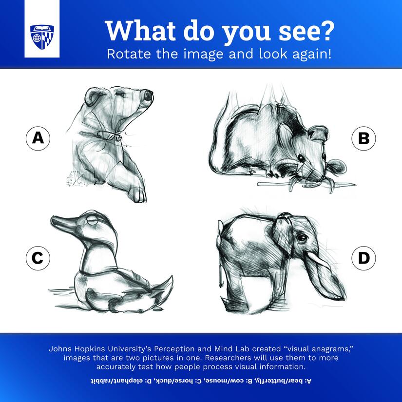 JHU's Perception and Mind Lab created visual anagrams that are two pictures in one